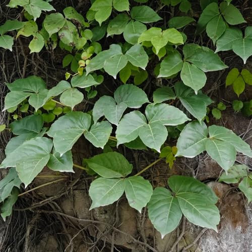 wilder wein pflanze winterhart samen, blumenwiese samen,exotische pflanzen samen gartenblumen mehrjährig winterhart,balkon beet bienenwiese saatgut mehrjährig winterhart,pflanzen 400pcs