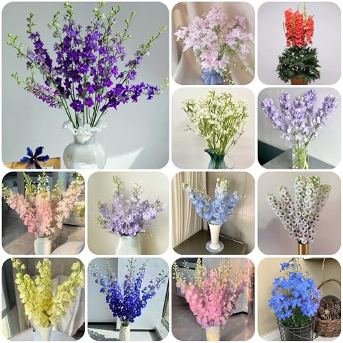 delphinium - Delphinium - di esotici di selvatici Decorazioni per giardini esterni, rampicanti, da giardino roccioso semi 750semi