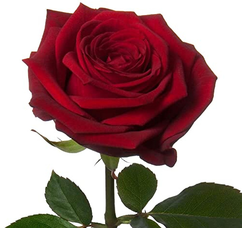 Rosal Meilland Rojo Planta de Exterior Rosal Arbustivo con Flores Rojas Grandiflora