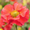 Geum Fiery Tempest - Plants Outdoor Garden Ready - Perennial Plants for Bedding and Borders - Garden Plant in Pot (9cm Pot, 10-20cm)