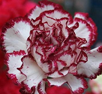 100 teile/beutel, nelkensamen, dianthus caryophyllus, topfpflanzen, pflanzjahreszeiten, blühende pflanzen