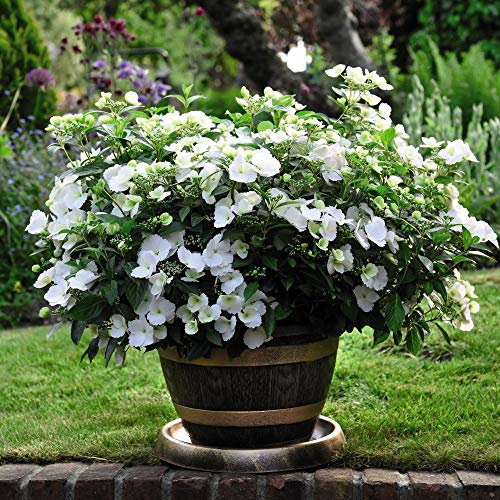 Hydrangea Garden Shrub Neat & Compact Variety with Many White Flowers, Chelsea Flower Show Plant of The Year 2018, Hydrangea Runaway Bride Snow White Plant in a 2 Litre Pot by Thompson & Morgan (1)