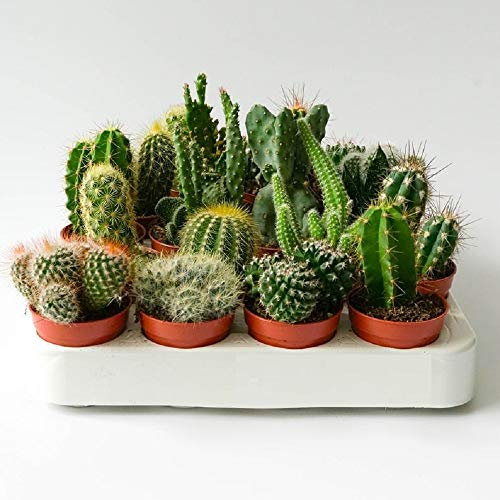 Italy Green Life - Set di 6 Cactus Veri con Spine | Mini Piante da Interno ed Esterno con vaso da 5,5cm| Cactus Resistenti per Scrivania, Casa e Ufficio | Regali Ecosostenibili, Bomboniere Naturali