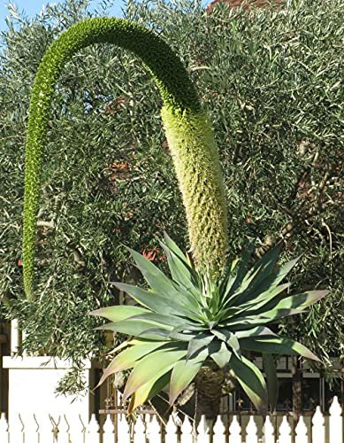 Agave Attenuata Subsp.Attenuat a Foxtail Agave 5 fresh seeds