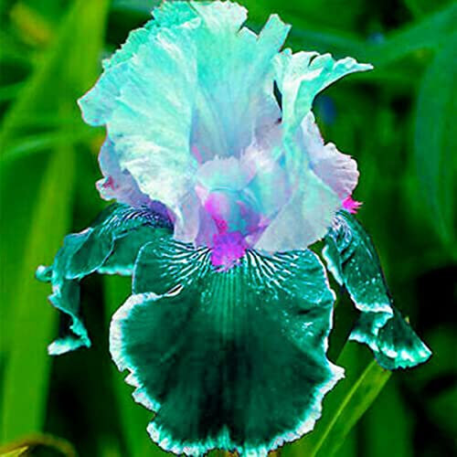 Iris Zwiebeln, Einfach Zu ZüChten, Winterhart Pflanzen, Pflanzen, Winterhart Zwiebeln Die BlüTen Sind Groß, Winterhart Iriszwiebeln Bringen Langanhaltende Farbe In Den Garten. -4zwiebeln-j