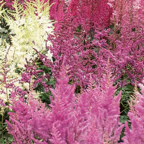 Bloomique - Mélange de 4 - Astilbe - Spirée - Violet, Rouge, Rose, Blanc - Tubercules - Plantes de jardin - Vivaces - Rustique - Vivace - Pousse jusqu'à 60-80 cm