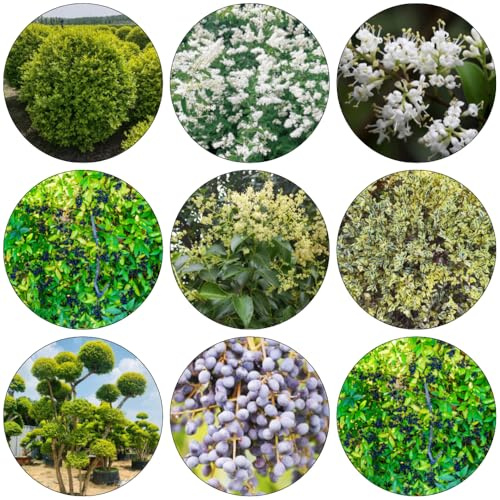 seto de aligustre bonsái semillas de reverdecimiento tejados balcón invernadero seto aligustre jardín semillas hojas perennes 450pcs