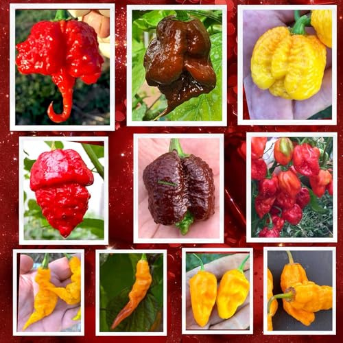 SEMISTRANI.IT - 100 Semi di PEPERONCINO nelle 10 Varietà Più PICCANTI DEL MONDO, Collezione FUOCO + Guida: CAROLINA REAPER, SCORPION, SERPENT, APOCALYPSE, HABANERO, TIGER, T-REX, PUMA, BLOOD-BBG