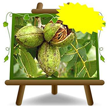 Walnussbaum Walnuss Pecan Shoshoni - Obstpflanzen antik auf Blumentopf einer Vase von 20 - Baum max 90 cm – 2 Jahre Anbau Italien