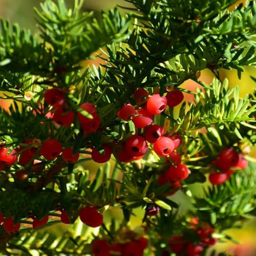 Semillas del Taxus baccata, decoración de sala de estar interior exóticas resistentes samen 300pcs