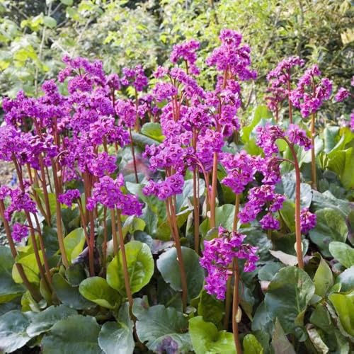 semillas de bergenia, resistentes para el jardín, bergenia para cubrir el suelo, para el balcón para camas 200pcs