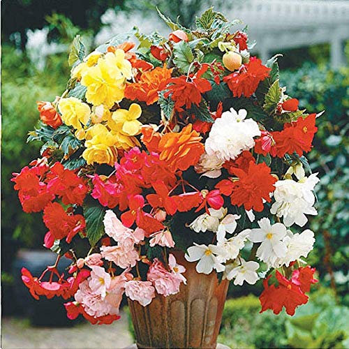 Thompson & Morgan Begonia Tubers Collection Outdoor Half-Hardy Plant for Patio, Borders & Containers, Easy to Grow, 10 x Begonia Tubers (Begonia Pendula Mixed x 10 tubers)