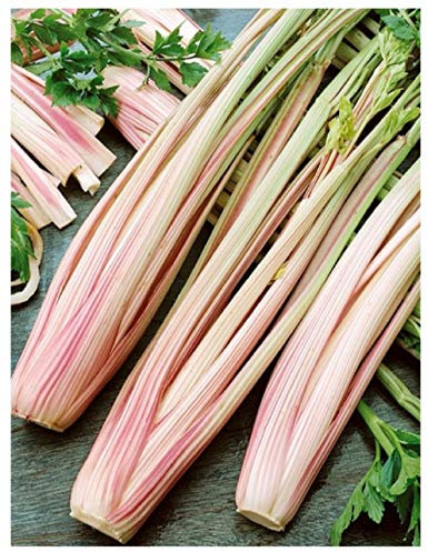 PREMIER SEEDS DIRECT - Celery - Peppermint Stick - 0.5GM ~ 1500 Seeds