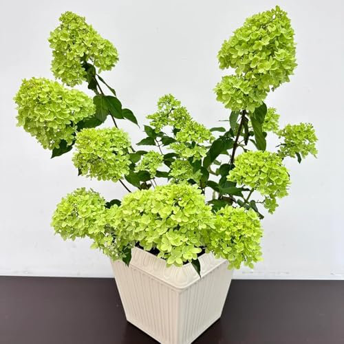 80 pcs Rispenhortensien Winterhart Pflanze, samen winterharte stauden mehrjährig Hydrangea Paniculata blumen winterharte pflanzen blumensamen balkon balkon pflanze winterharte stauden