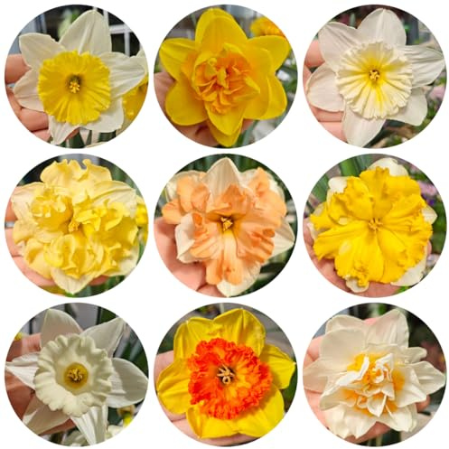 5bulbos de narcisos perennes resistentes, cobertura del suelo, perenne resistente de otoño ación decoración, silvestres de balcón verano