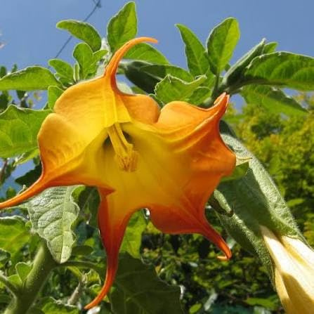 3 esquejes - brugmansia (trompeta de angel) * amarillo