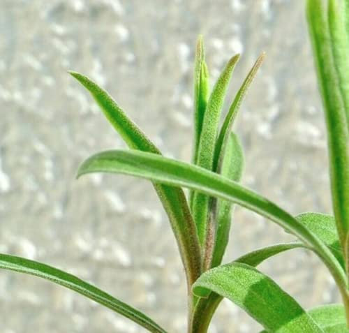 1200 Seeds of Herb - Tarragon - Artemisia Dracunculus