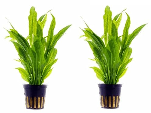 Echinodorus Bleheri coppia di piante vive da fondo a crescita rapida per acquario, completamente radicata; confezione da 2pz