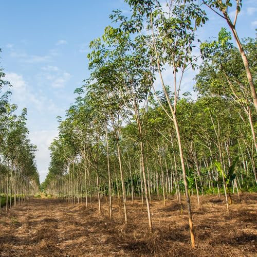 hevea brasiliensis samen, baumsamen, bonsai samen indoor bonsai tree bäume pflanzen zimmerbonsai bonsai bonsaibaum, pflanzen züchten pflanzen balkon, deko wohnzimmer exotische pflanzen 12pcs