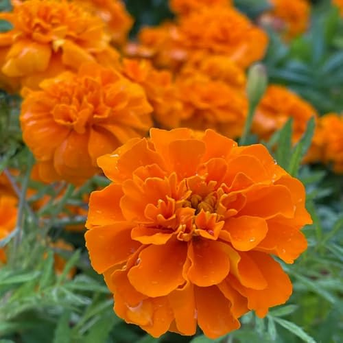 semi di tagetes, tagete di perenni resistenti di calendula per il giardino, resistenti rare, decorazione soggiorno 900pcs