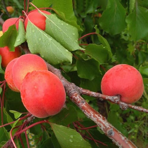 semillas resistentes del albaricoquero - decorativas jardín interior 12pcs