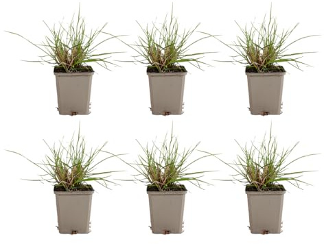Bloomique - Set di 6 - Pennisetum Hameln - Pianta Ornamentale fontana - Pianta Ornamentale ornamentale - Resistente all'inverno - Perenne - Compatta - Altezza 10-20 cm - Vaso da 9 cm