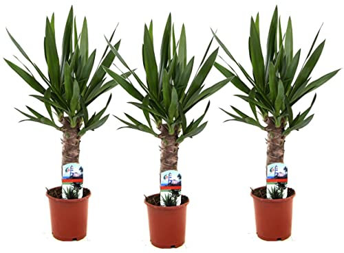 Plant in a Box - Yucca Elephantipes - Palmlilie - 3er Set - Palme Zimmerpflanze - Topf 14cm - Höhe 50-60cm - pflegeleichte Pflanze