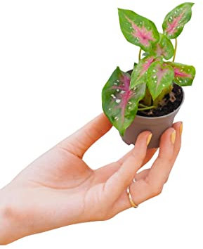 PLNTS - Baby Caladium Casey (Ailes d'ange) - Plante verte - Plante d'intérieur en 6 cm Pot - Hauteur 10 cm