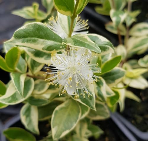 Myrtus communis 'Variegata' / Myrte compact panaché blanc/Godet/Aromatique
