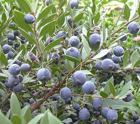 PIANTA DI MIRTO SARDO, MULTA, MURTA, MYRTUS COMUNIS, SARDEGNA VASO D.18-2 ANNI