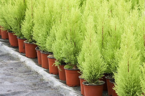 25 pezzi cipressi semi casa conifera semi giardino di fai da te