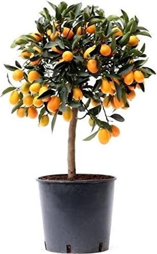 DECOALIVE Kumquat Árbol Frutal Natural Planta Citrus Fortunella Margarita