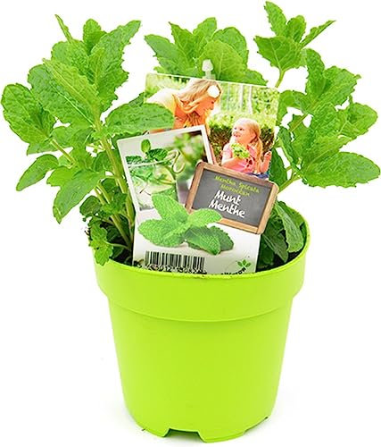 Menta de Jardín: Planta Aromática Natural Ideal para Sazonar tus Platos