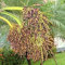 Semillas De Palmera Datilera Pigmea Paquete Con 100 Semillas