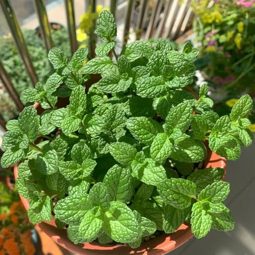 semi di menta verde, menta piperita, prodotti sostenibili rare vecchie varietà per aiuole rialzate piperita da cucina 1300pcs
