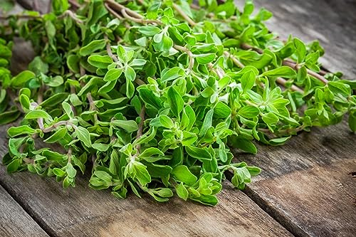 500 Semi di Maggiorana (Origanum Majorana), Erba Aromatica per Orto in Casa, Vaso e Balcone, Tisane, marjoram seeds