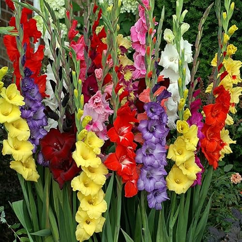 Mixed Gladiolus Flower Bulbs - 50 Bulbs Assorted Colors