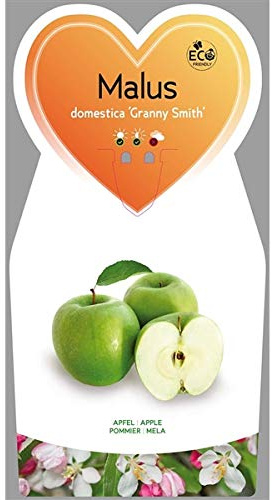 Malus dom. 'Granny Smith' 170–200 cm stam 80–100 cm– vinteräpple Granny Smith – äppelträd