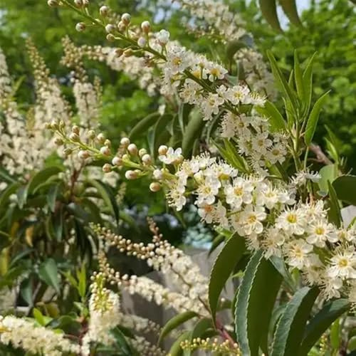 Semillas de seto de laurel cerezo, silvestres, balcón laurel cereza, interior de jardín 125pcs