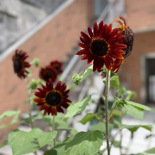 semillas decorativas de girasol - macizos exóticas resistentes de girasol perennes resistentes, decorativas, 50pcs