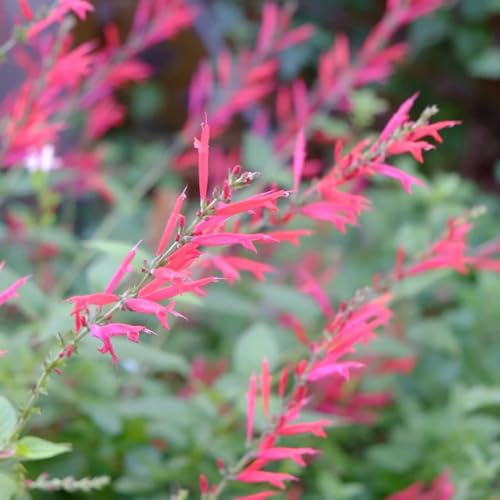 semillas de salvia perenne resistente - orgánicas, balcón exteriores 50pcs