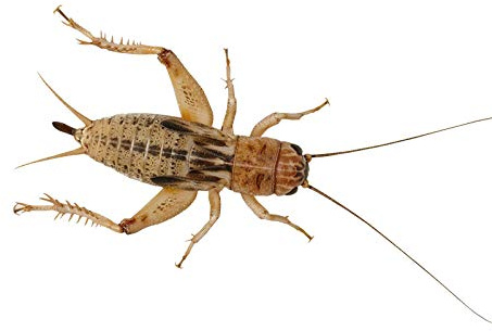 Livefoods4u Live Brown Silent Crickets Medium (9-14mm) Tub of 100