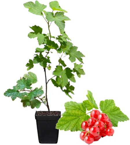 Currant Bush Live Plant, Currant Plant Live for Planting Sweet Current Plant Shrub, Currant Berries, 1 Year Bare Root, 6-12 Inch Tall (Red Currant)