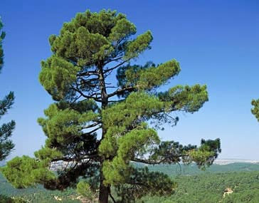 20 Graines Pin Maritime (Pinus Pinaster)