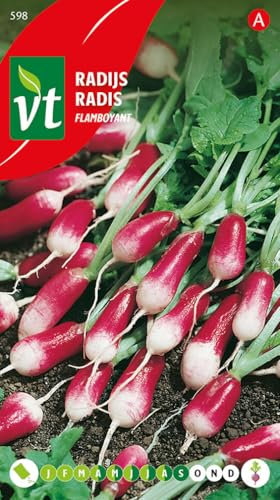 Semillas de rábano Flamboyant - Estos rábanos no son redondos, pero también son fáciles de cultivar y sabrosos