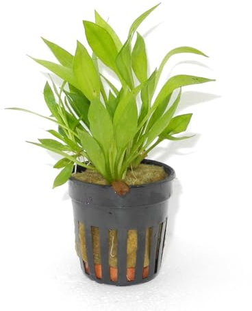 WASSERPFLANZEN WOLFF - ein Topf schöne Breitblättrige Zwergamazonas/Echinodorus quadricostatus - magdalenensis für Vordergrund und Mittelgrund, Aquarium pflegeleichte Pflanzen