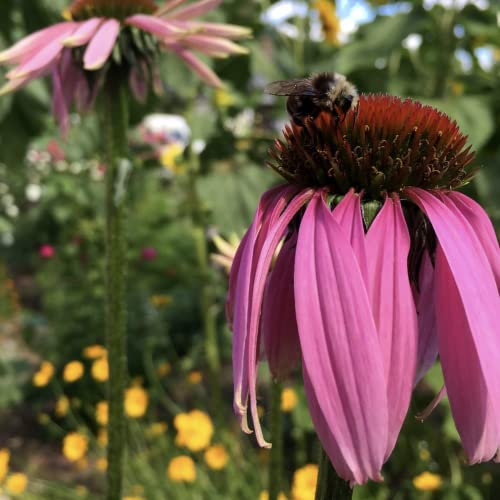 American Prairie Wildflower Seed Mix 100% 50g (Covers 25 sq m) s/l HC11 SLMH