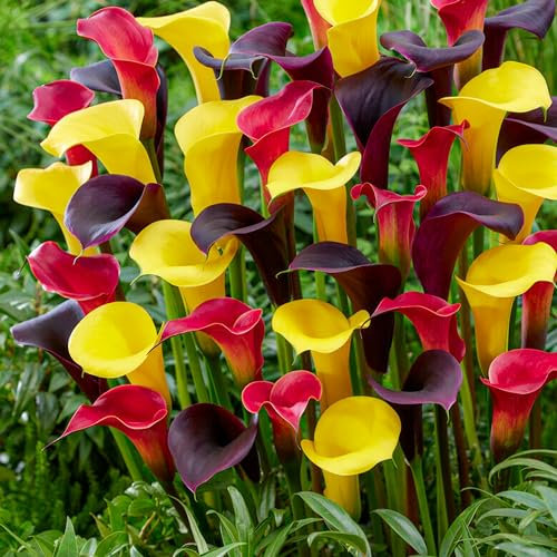 Calla-Zwiebeln Königinnen Kollektion, Geschenkverpackung mit 10 Zantedeschia Zwiebel, Blumenzwiebeln winterharte Mischung aus Holland für Garten (große Zwiebeln, keine Samen, nicht künstlich)