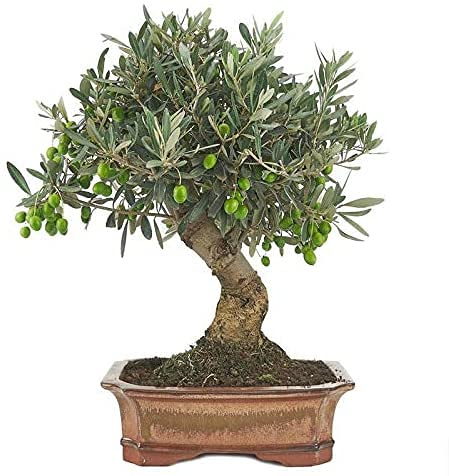DECOALIVE Bonsái Olivo Olea Europaea, Árbol Aceitunero, Olivera, Bonsái Olivo