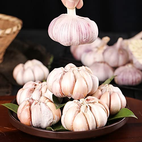 Bulbi d'aglio, balcone serra Piantagione di aglio, acquistare di invernali da giardino roccioso resistenti regali per gli amanti del giardino 2pcs